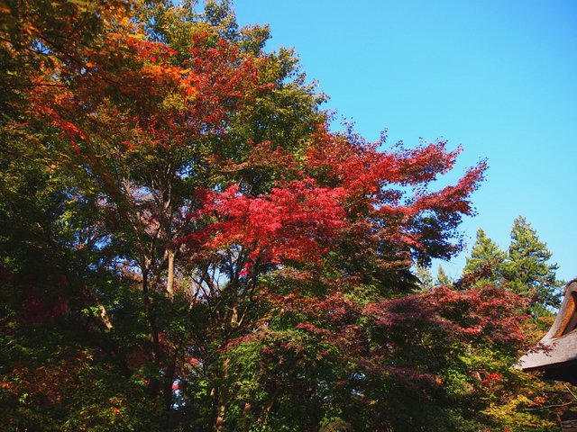 EB239041_1280x960_補正済.jpg