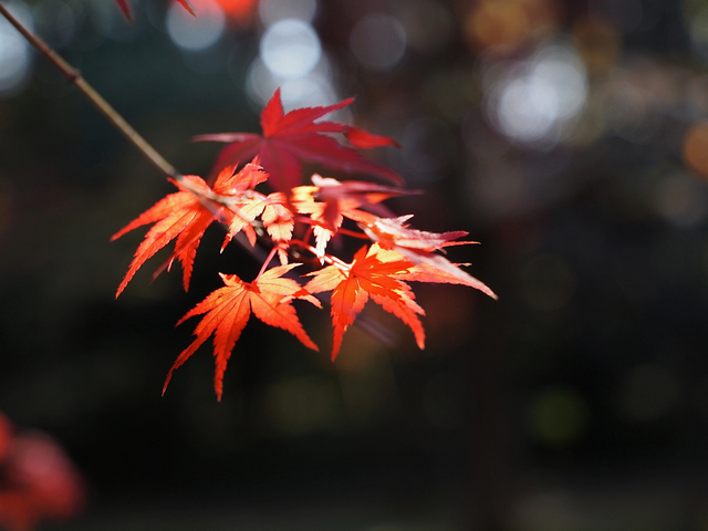 EB239046_1280x960_補正済.jpg