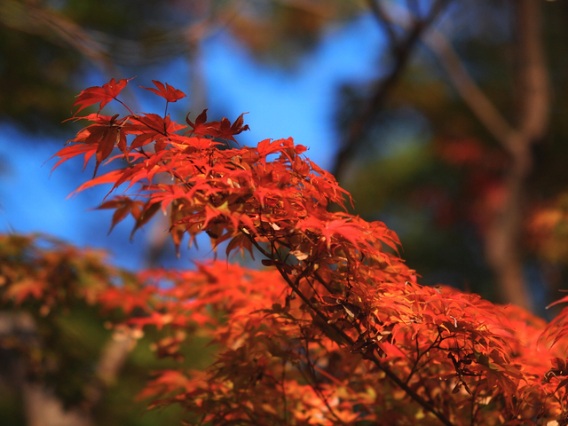 EB239049_1280x960_補正済.jpg