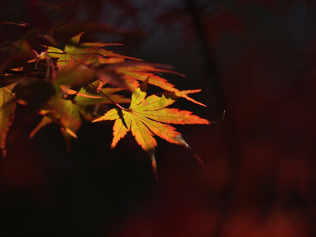 EB239060_1280x960_補正済.jpg