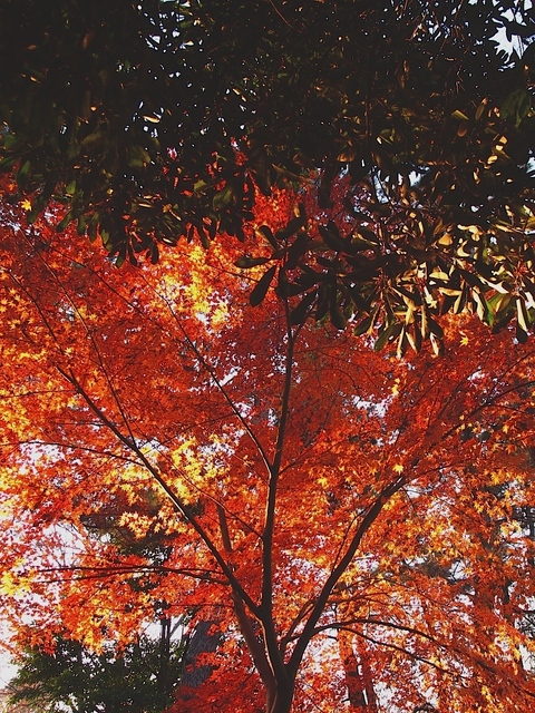 EC261480_1280x960_補正済.jpg