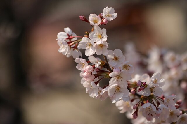 IMG_0684_2048x1365_補正済.jpg