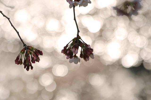 IMG_0705_2048x1365_補正済.jpg