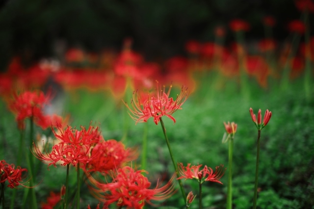 IMG_2056_1280x853_補正済.jpg