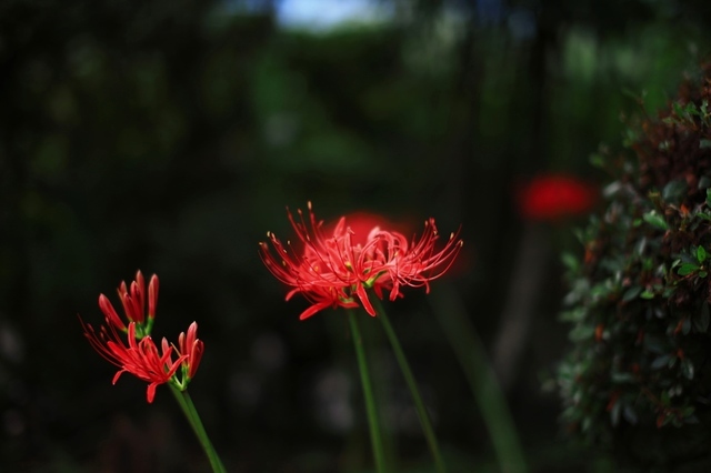 IMG_2068_1280x853_補正済.jpg