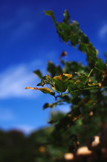 IMG_2422_1280x853_補正済.jpg