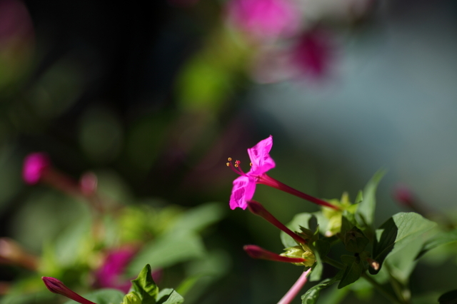 IMG_3901_1280x853.JPG