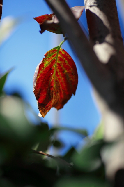 IMG_3925_1280x853.JPG