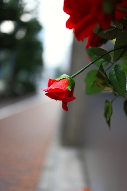 IMG_4250_1280x853_補正済.jpg
