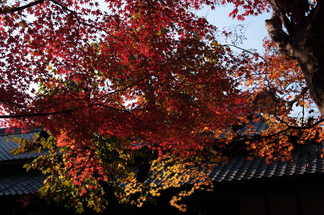 IMG_6229_1280x853.JPG