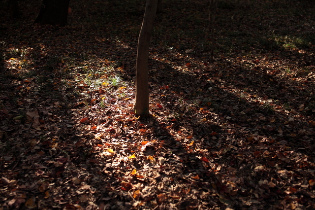 IMG_6291_1280x853.JPG