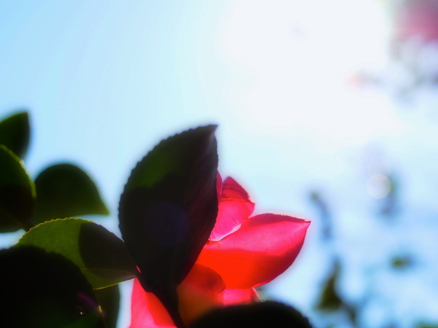 M3043991_2048x1536_補正済.jpg