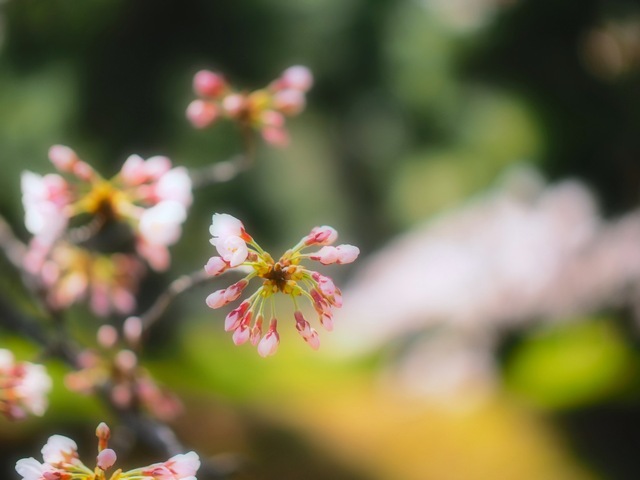 M3286155_2048x1536_補正済.jpg