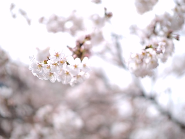 M3296237_2048x1536_補正済.jpg