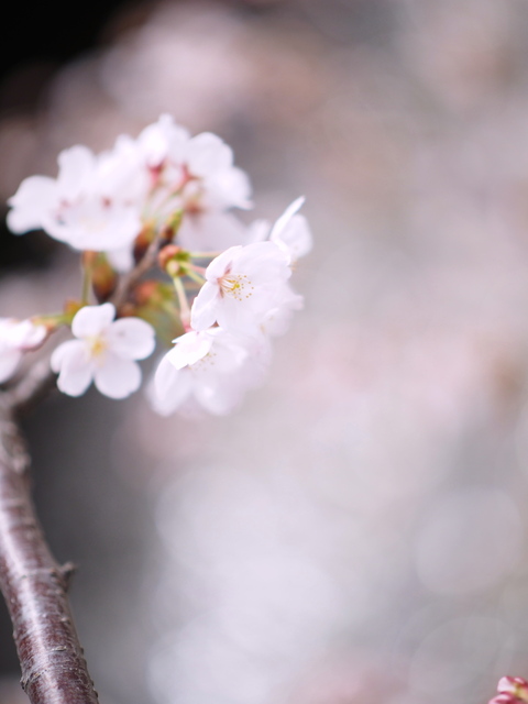 M3296242_2048x1536_補正済.jpg