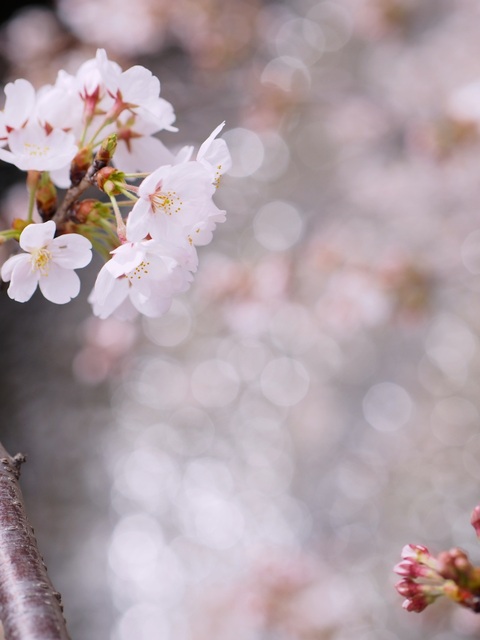 M3296243_2048x1536_補正済.jpg