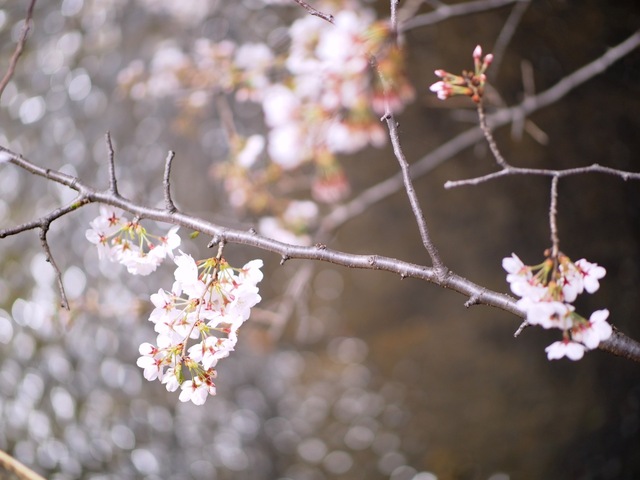 M3296249_2048x1536_補正済.jpg