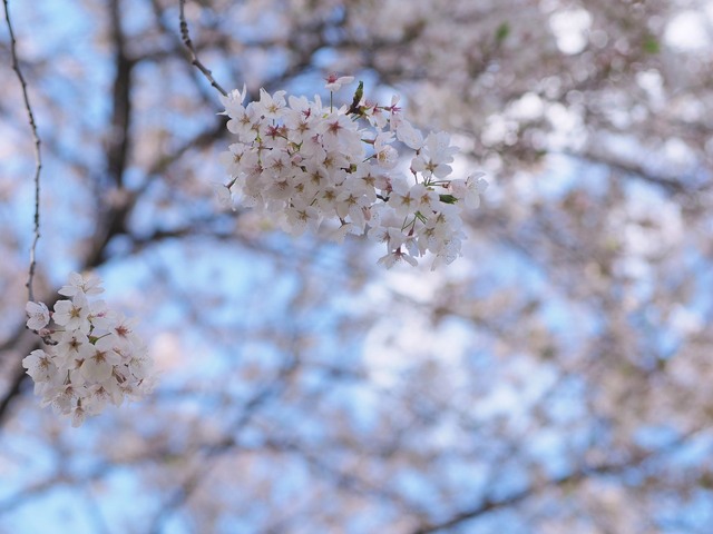 M4057987_2048x1536_補正済.jpg