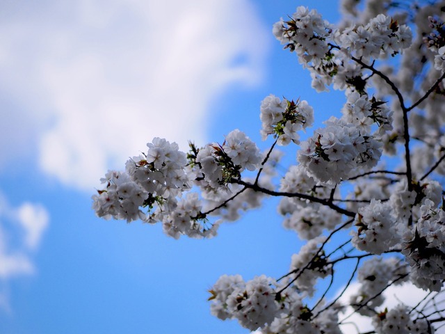 M4057994_2048x1536_補正済.jpg