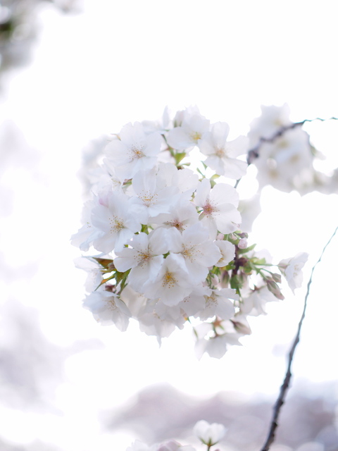 M4057996_2048x1536_補正済.jpg