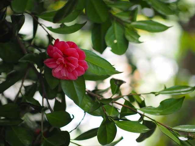 M4058009_2048x1536_補正済.jpg