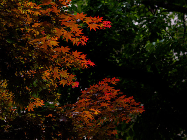 M5031651_CameraRAW_2048.jpg