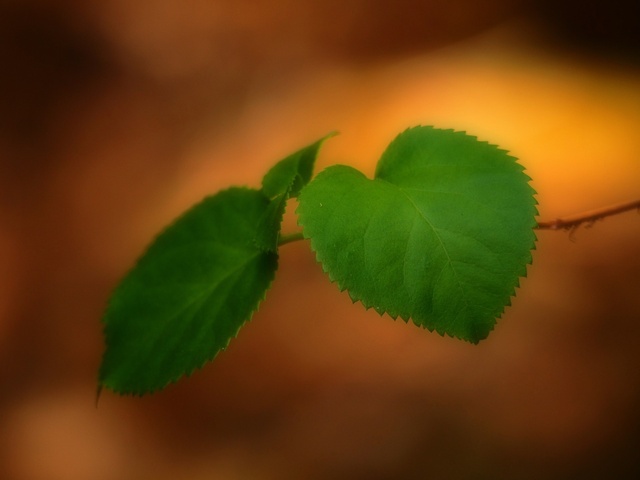 M5253139_2048x1536_補正済.jpg