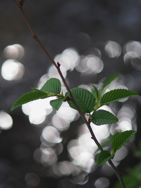 M5253217_2048x1536_補正済.jpg