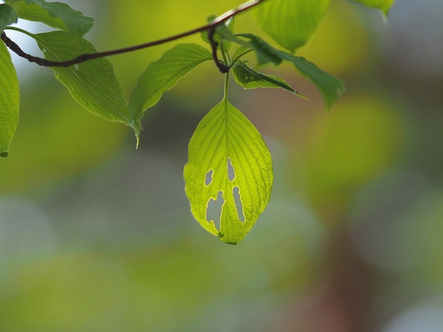 M5253246_2048x1536_補正済.jpg