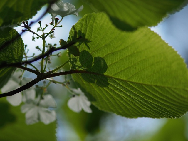 M5253304_2048x1536_補正済.jpg