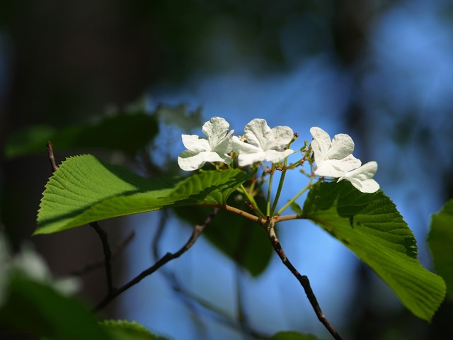 M5253306_2048x1536_補正済.jpg