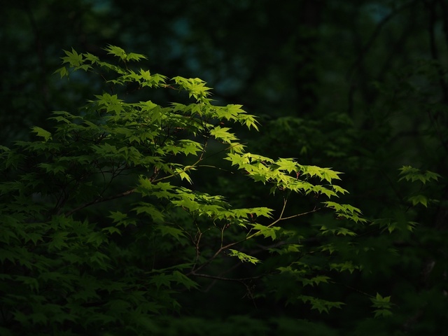 M5253310_2048x1536_補正済.jpg