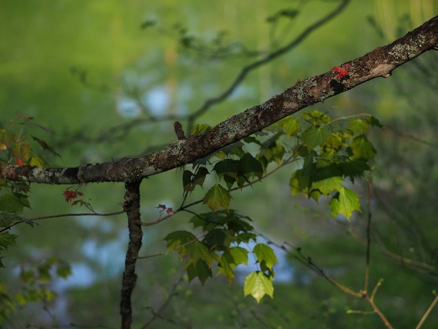 M5253416_2048x1536_補正済.jpg