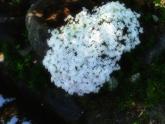 M5263884_2048x1536_補正済.jpg
