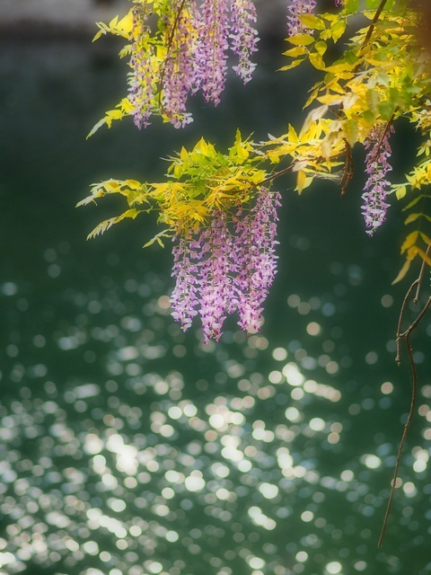 M5264076_2048x1536_補正済.jpg