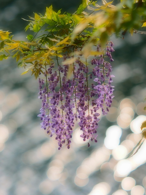 M5264080_2048x1536_補正済.jpg