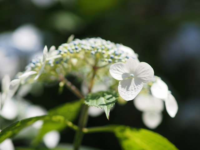 M5311678_2048x1536_補正済.jpg