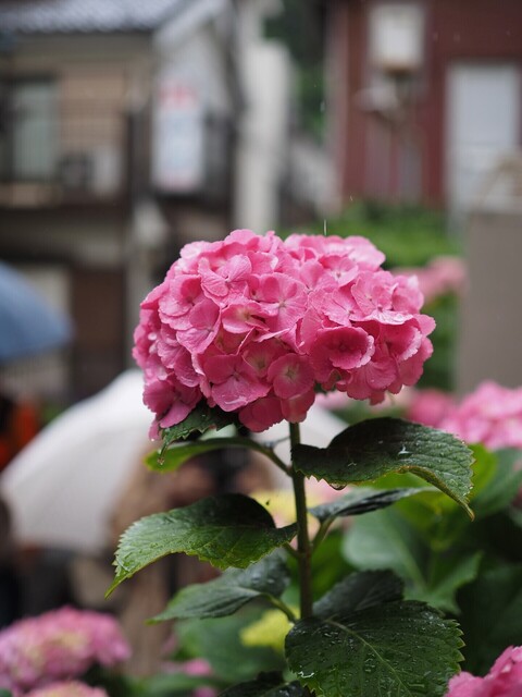 M6072440_2048x1536_補正済.jpg