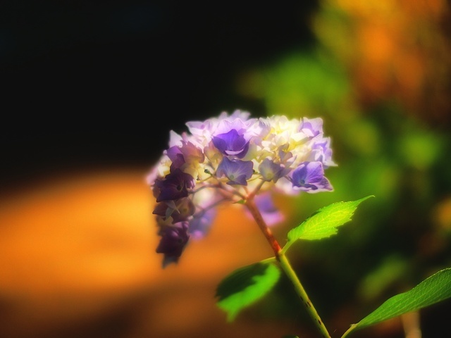 M6074708_2048x1536_補正済.jpg
