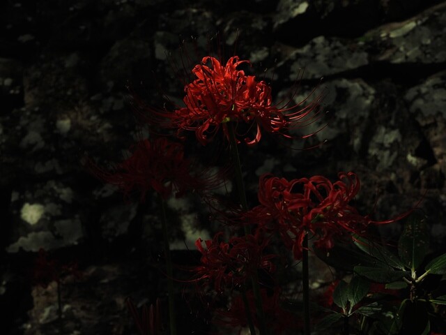M9224663_2048x1536_補正済.jpg