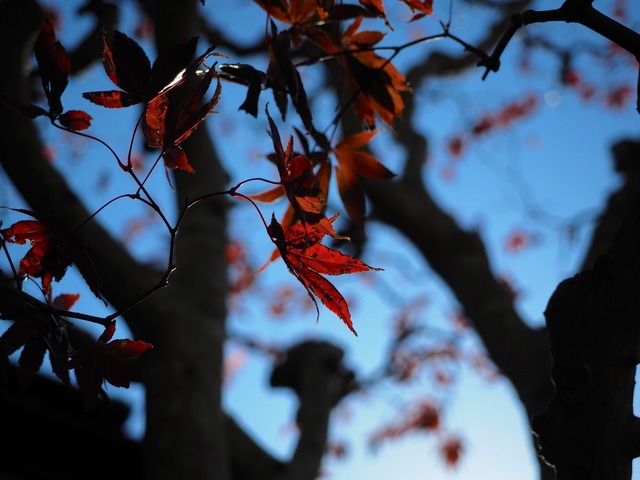 MB163615_2048x1536_補正済.jpg