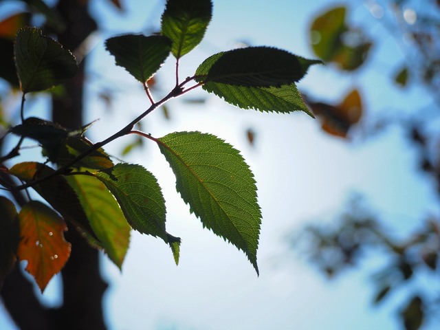 MB163622_2048x1536_補正済.jpg