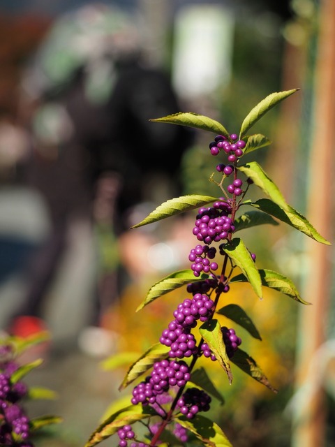MB163623_2048x1536_補正済.jpg