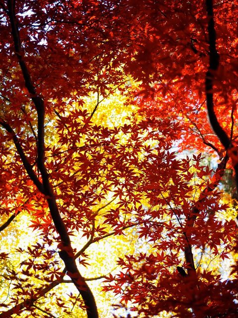 MB234517_2048x1536_補正済.jpg
