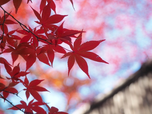 MB234688_2048x1536_補正済.jpg