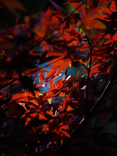 MB234760_2048x1536_補正済.jpg