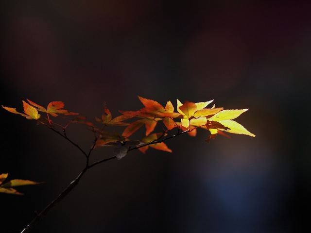 MB234762_2048x1536_補正済.jpg