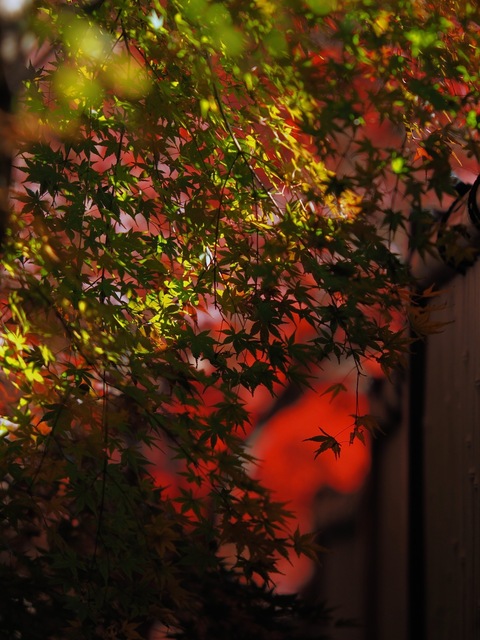 MB234775_2048x1536_補正済.jpg