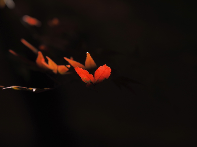 MB234782_2048x1536_補正済.jpg