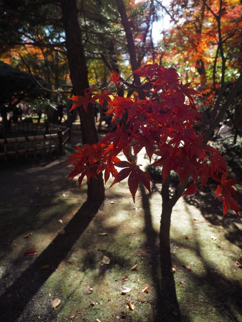 MB234801_2048x1536_補正済.jpg